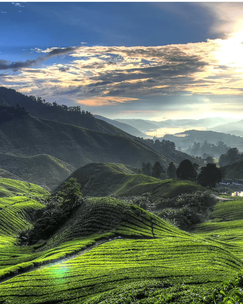 Sunrise over tea plantations in the Malaysian highlands