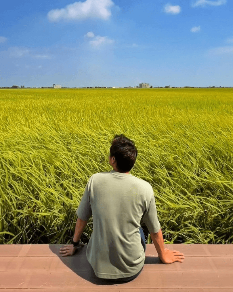 Traveller looking across a golden paddy field in Malaysia