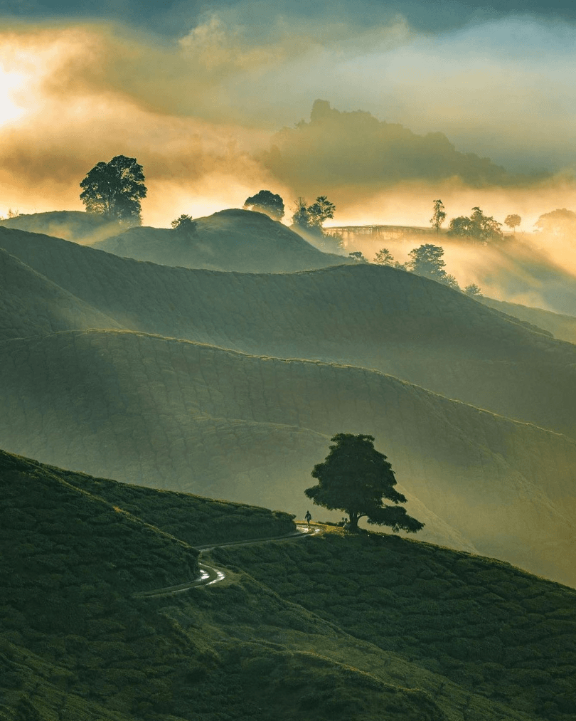 Misty morning light over green highland tea fields