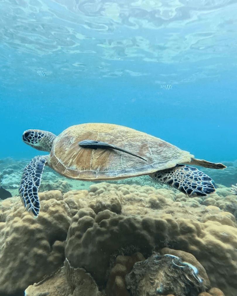 Sea turtle swimming over coral in clear Malaysian waters